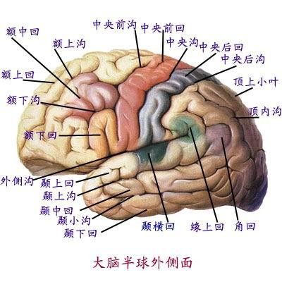 脑 脑