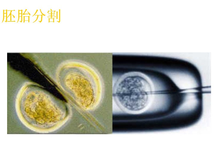 胚胎分割 胚胎分割