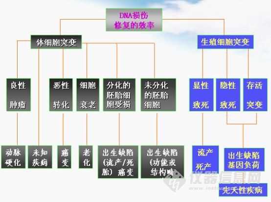 遗传毒性试验