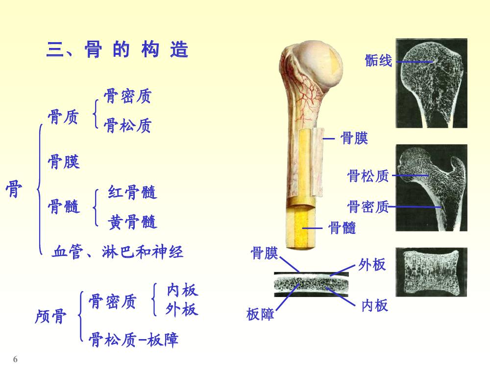 骨的构造 骨的构造