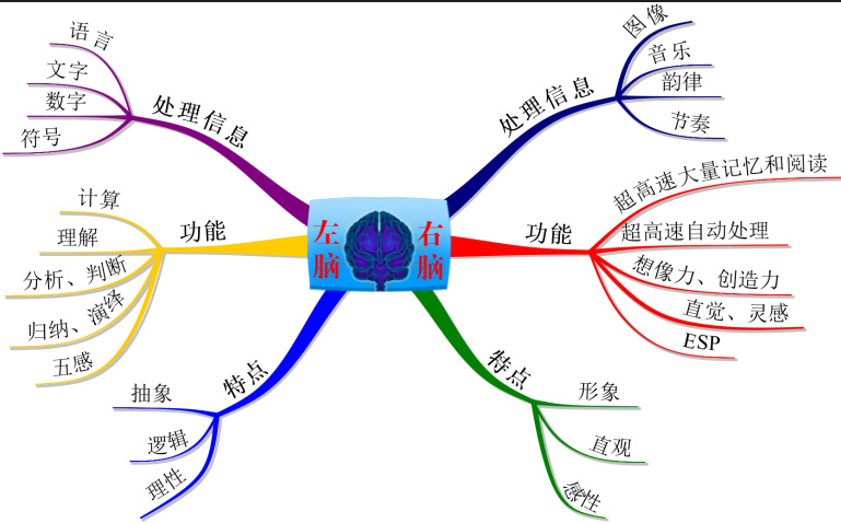 左右脑功能图 左右脑功能图