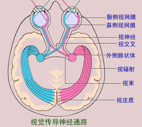 大脑(生物学) 大脑(生物学)
