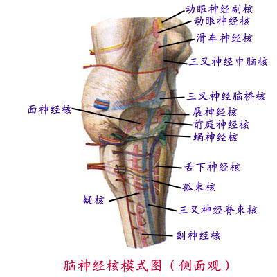 中枢神经系统 中枢神经系统