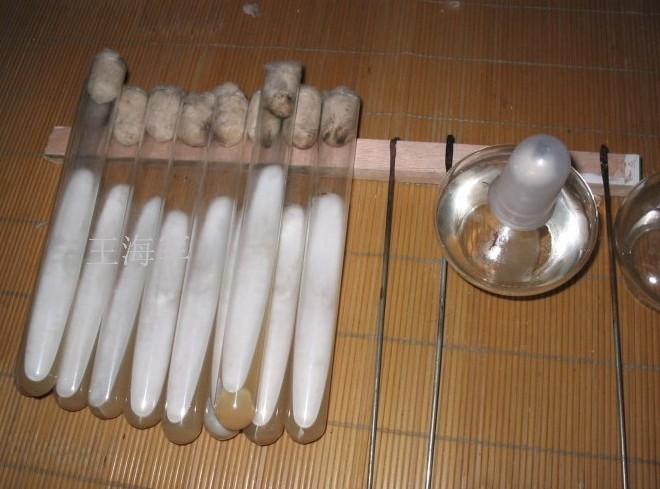 王海军试管菌种提供 王海军试管菌种提供
