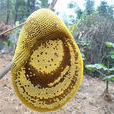 小蜜蜂(小型蜜蜂属昆虫)
