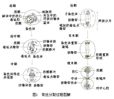 有丝分裂(生物名词) 有丝分裂(生物名词)