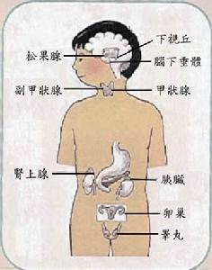 松果腺 松果腺