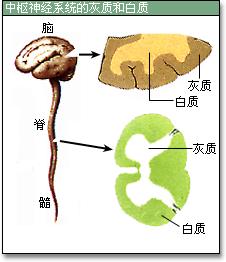 灰质 灰质