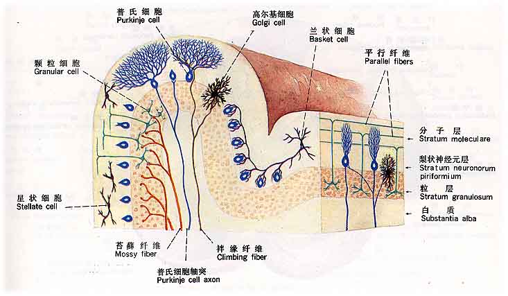 小脑 小脑
