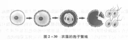 无性繁殖 无性繁殖