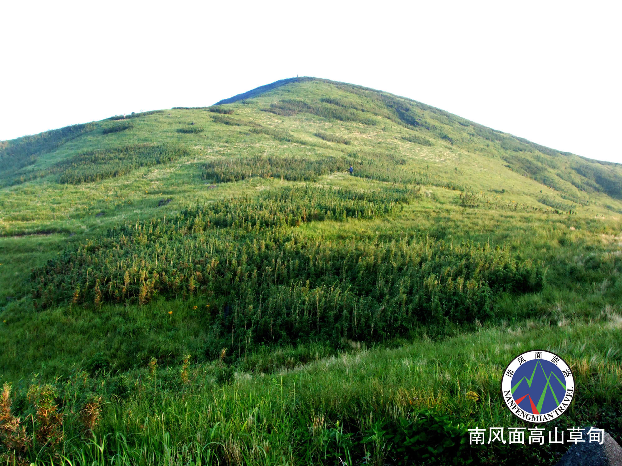 高山草甸 高山草甸