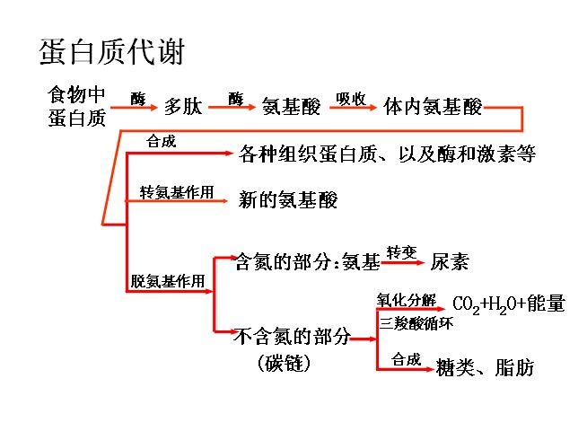 蛋白质代谢 蛋白质代谢
