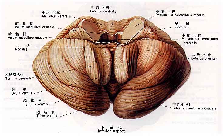 小脑图示 小脑图示