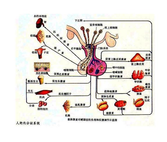 垂体激素
