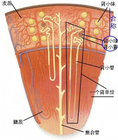 肾小球病变 肾小球病变