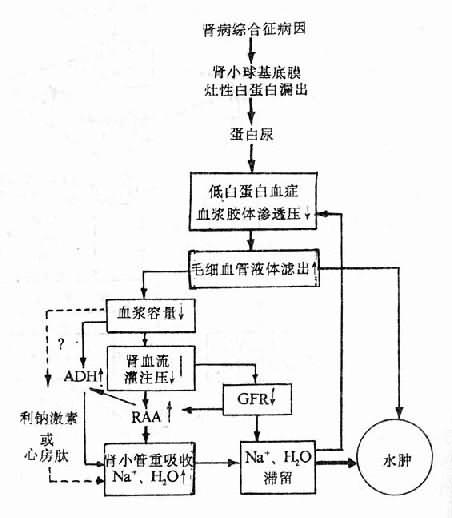 高血压肾病发病机制