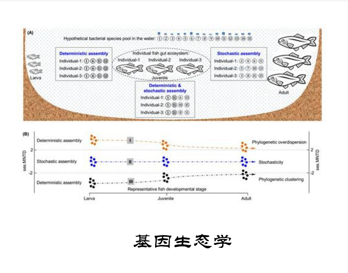 基因生态学