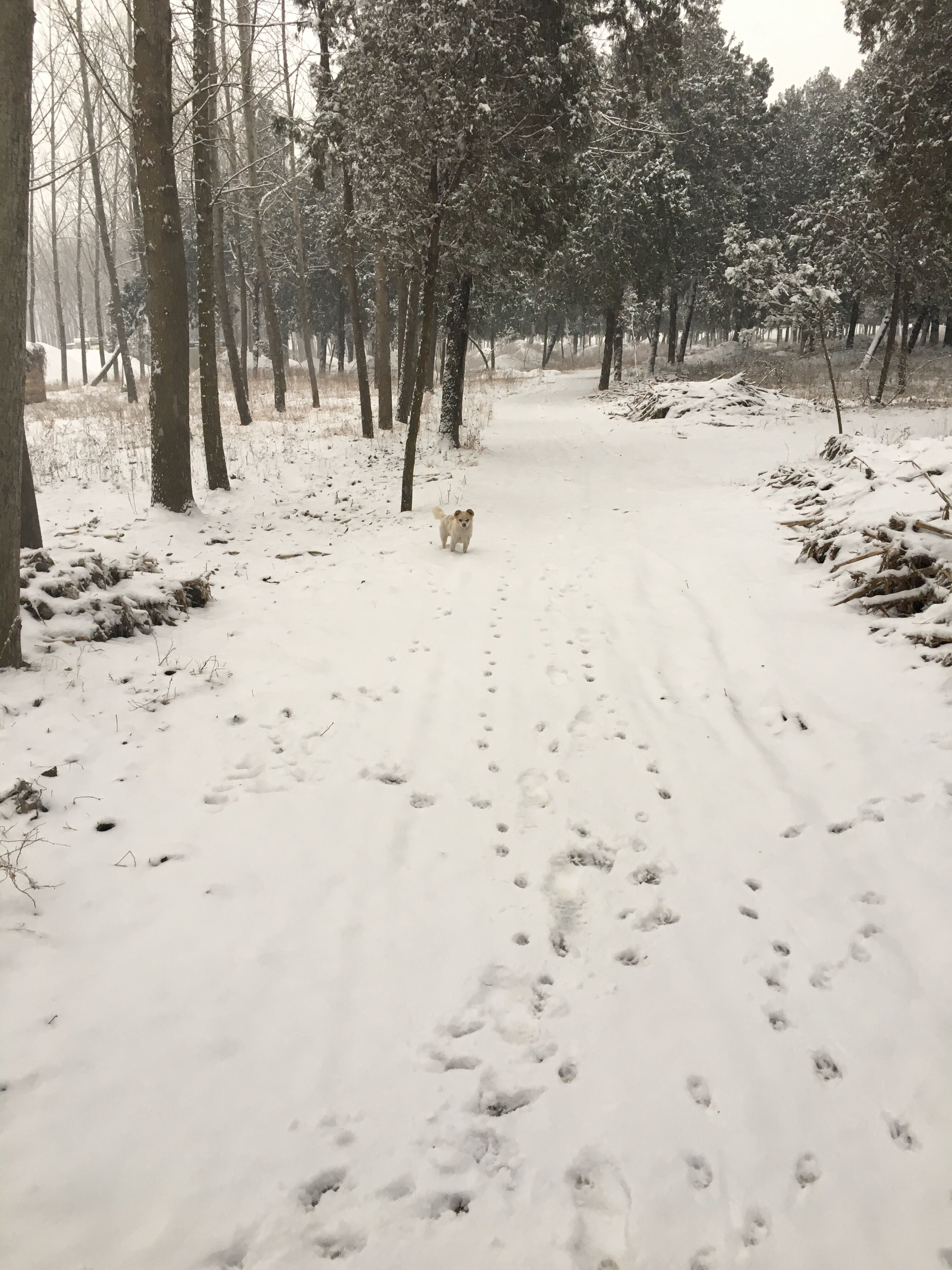 赵氏祖坟 雪景 赵氏祖坟 雪景
