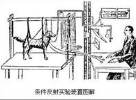 巴甫洛夫·伊凡·彼德罗维奇研究成果 巴甫洛夫·伊凡·彼德罗维奇研究成果