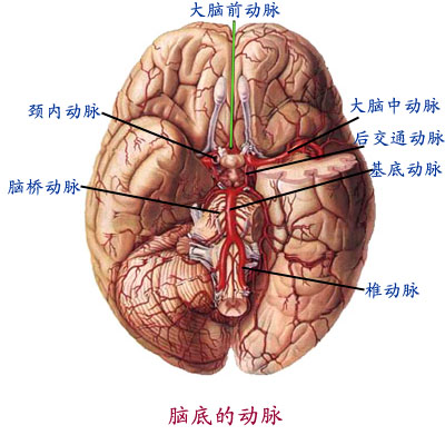 抑制(生理学术语)