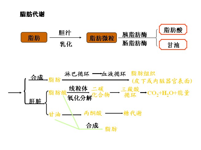 脂肪代谢 脂肪代谢