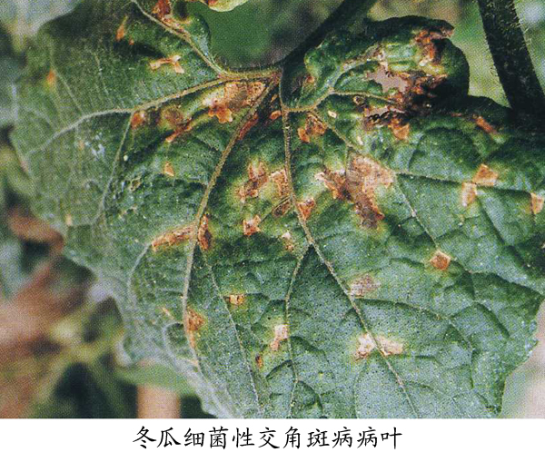 细菌性危害
