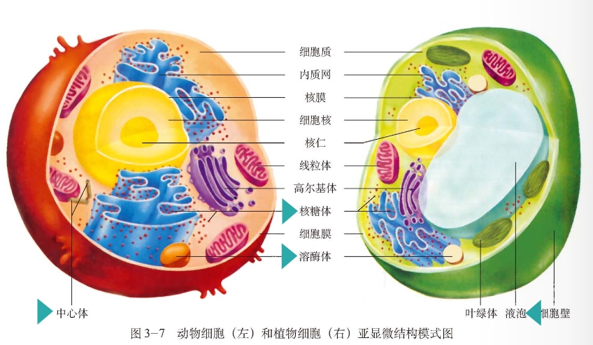 细胞器