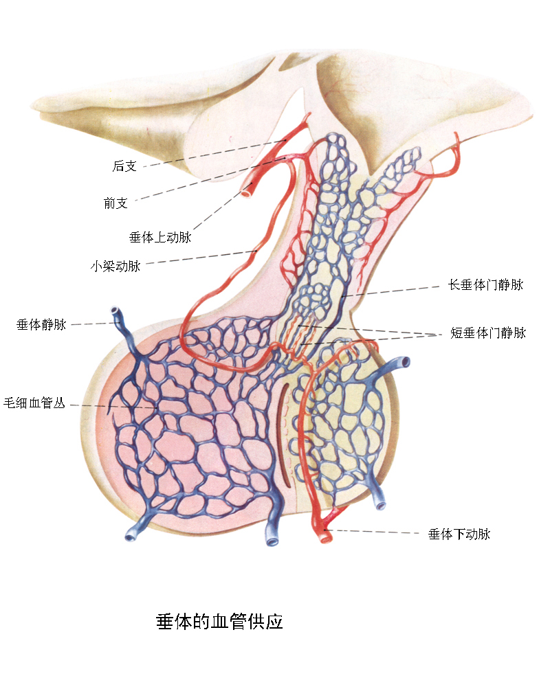 垂体门脉系统