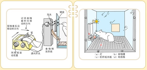 斯金纳箱 斯金纳箱