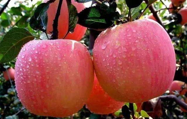 乳山苹果 乳山苹果