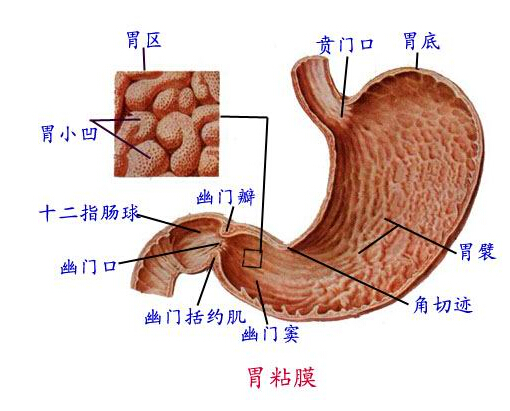 消化系统合理用药 消化系统合理用药