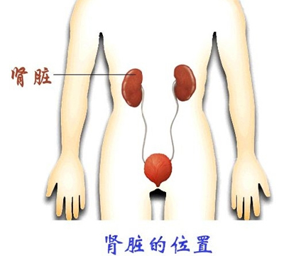 肾脏在人体中的位置 肾脏在人体中的位置