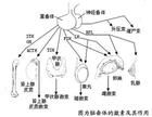 脑垂体 脑垂体