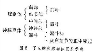 下丘脑-垂体系统 下丘脑-垂体系统