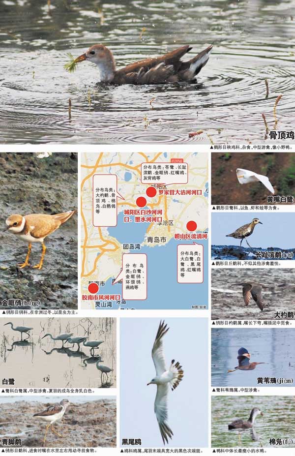 湿地鸟类地图 湿地鸟类地图