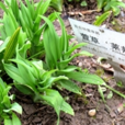 莱邦萱草
