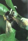 黑大蜜蜂 黑大蜜蜂
