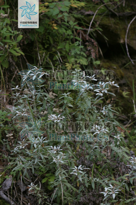 木茎火绒草 木茎火绒草