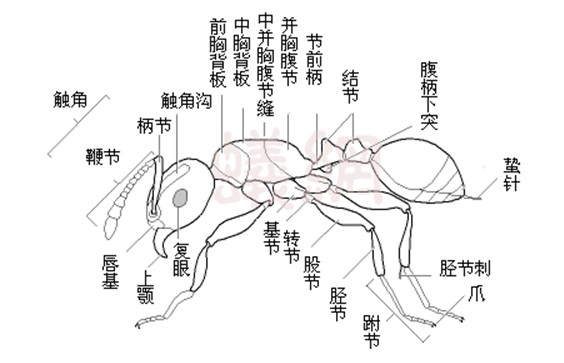 膜翅目 膜翅目