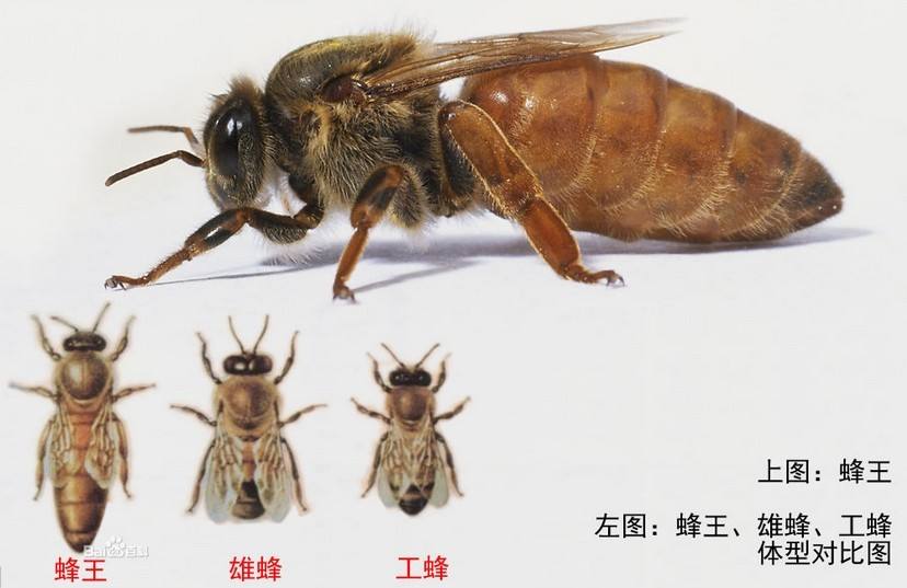 工蜂 工蜂