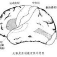 大脑皮层功能定位说