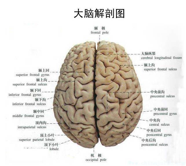 脑循环