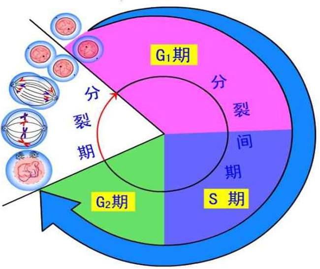 细胞分裂间期 细胞分裂间期
