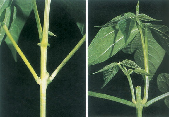 顶端优势(左)及其解除(右) 顶端优势(左)及其解除(右)