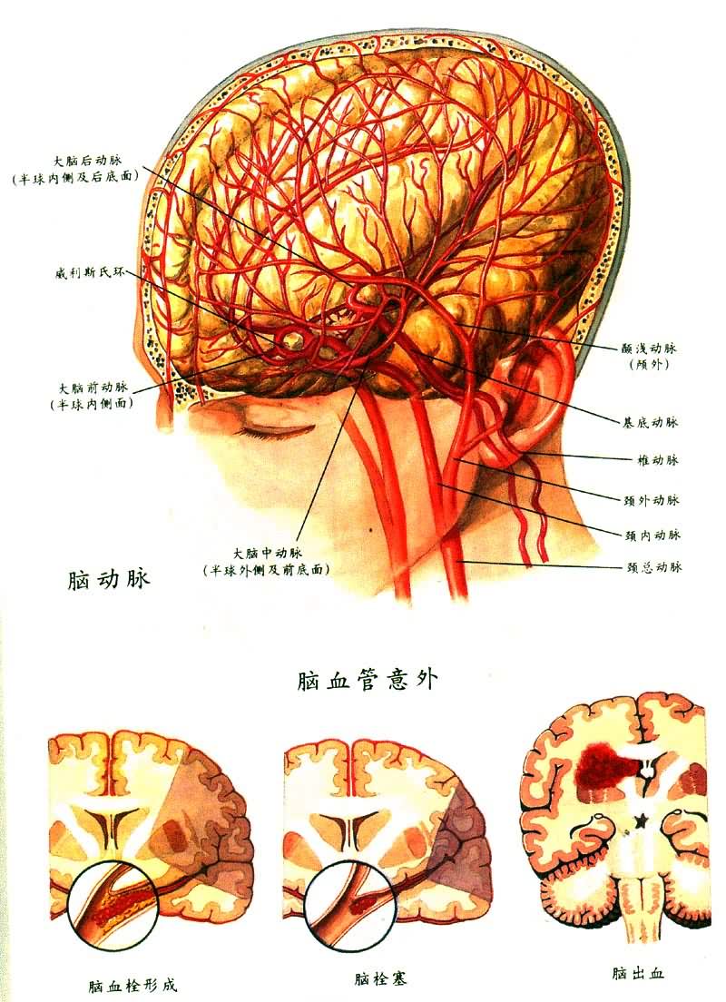 小脑 小脑