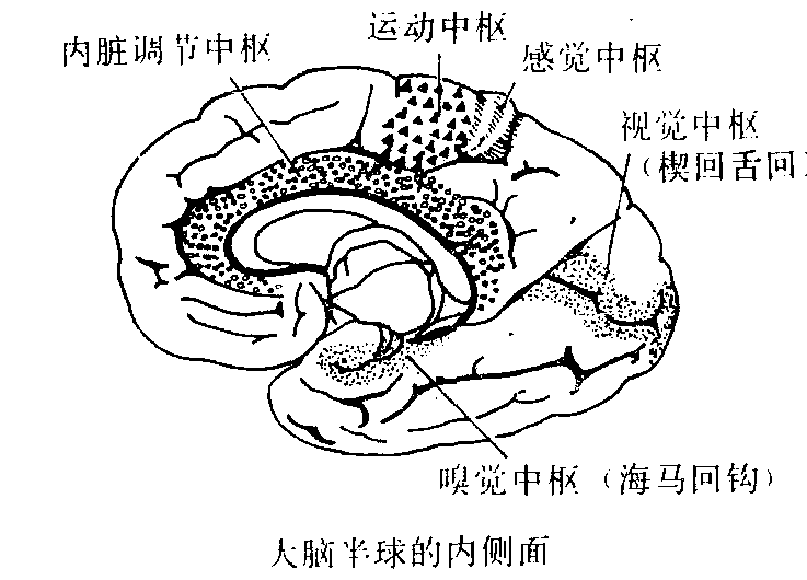图2 大脑半球的内侧面 图2 大脑半球的内侧面