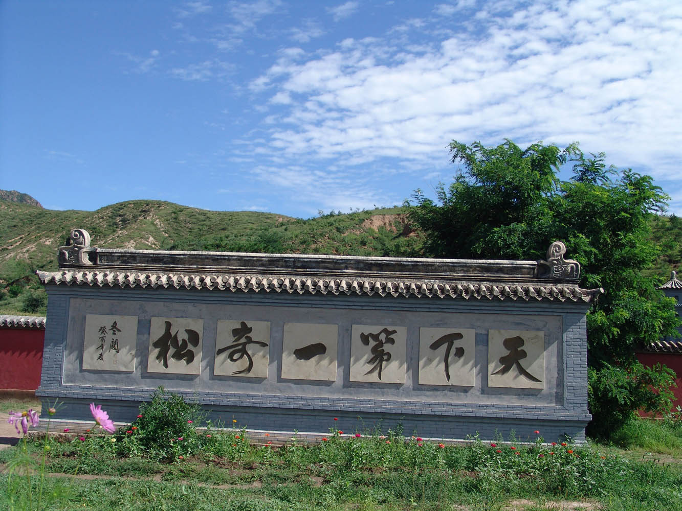 九龙松 九龙松