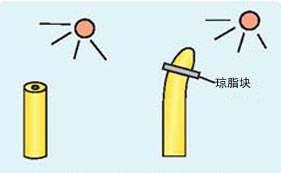 詹森的实验示意图 詹森的实验示意图