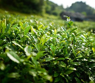 济南长清茶 济南长清茶