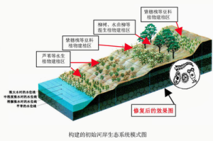 初始河岸生态系统 初始河岸生态系统